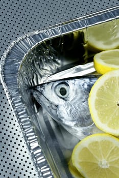 Euthynnus alletteratus, called false albacore from Mediterranean sea