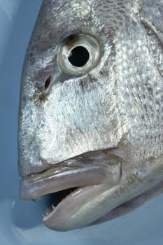 Denton, Mediterranean sparus fish, family of gilthead and snapper