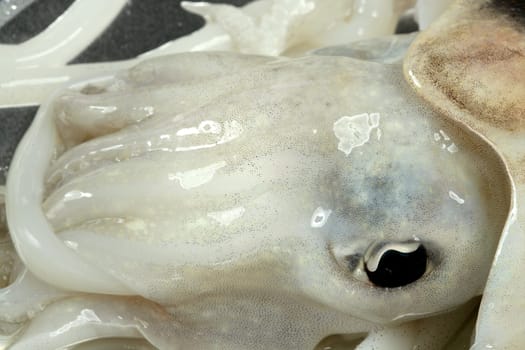 Cuttlefish uncooked, Squid Mediterranean seafood at studio