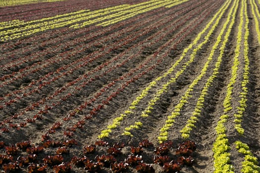 Red little baby lettuce in the fields from spain