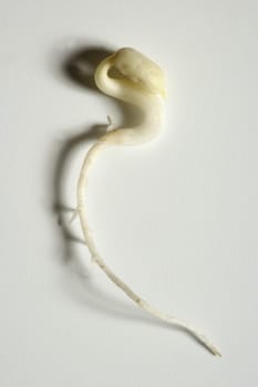 Soy bean outbreak. Life growing from soya seed, embryo