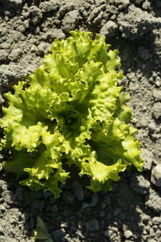 Green lettuce country in Spain. Sunny day outdoors