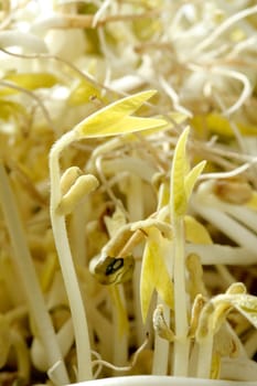 Soy bean outbreak. Life growing from soya seed, embryo