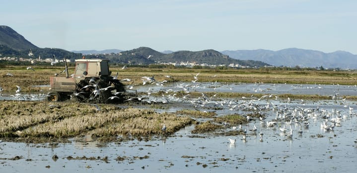 Rice tractor, wet fields and seagulls,  Spain
