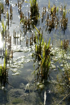 Growing rice fields in Spain. Sun water reflexion