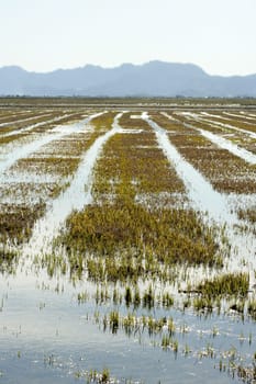 Growing rice fields in Spain. Sun water reflexion