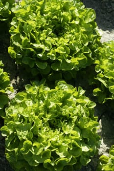 Green lettuce country in Spain. Sunny day outdoors