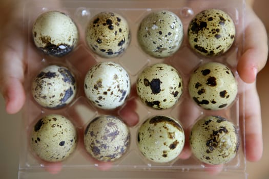 Children hands holding a quail eggs dozen