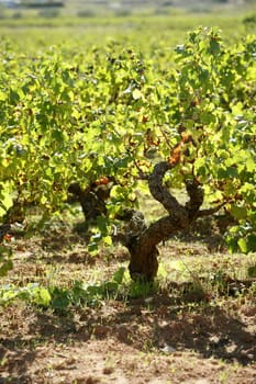 Vineyard in the morning, grape fields in mediterranean Spain