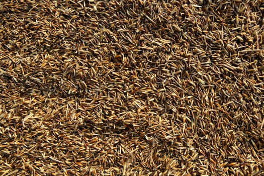Oat cereal image. Oats texture background