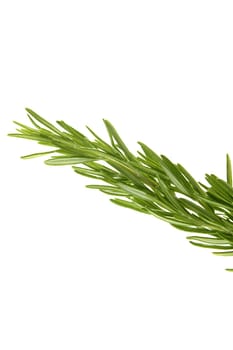 Rosemary green branch close up isolated on white background