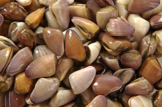 Clams, tellin seafood close up texture background
