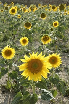 Colorful sunflower plantation with vibrant yellow flowers
