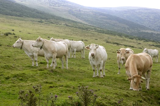Beige cows cattle  eating on the green grass meadow otudoor
