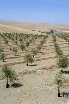Country olive young trees hill field in Spain