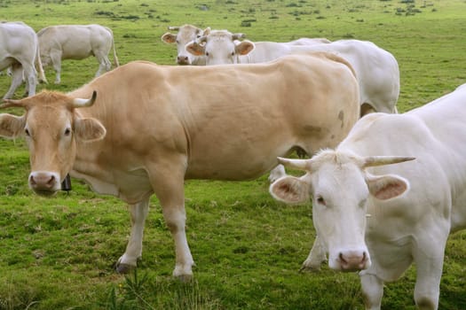 Beige cows cattle  eating on the green grass meadow otudoor