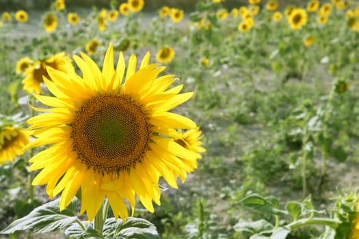Colorful sunflower plantation with vibrant yellow flowers