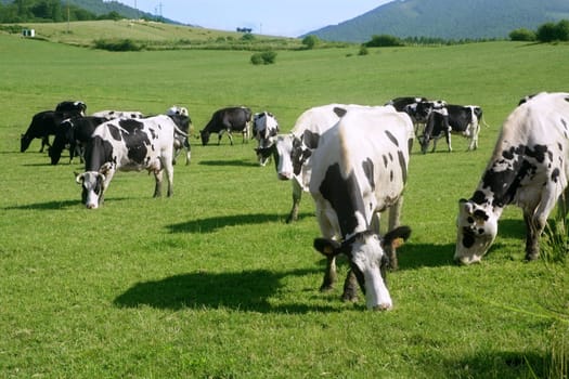 Cows on the meadow fresian in black and white females