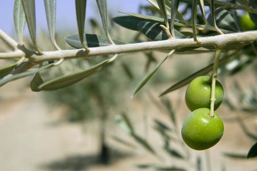 Beautiful green olive field macro detail over blue sky