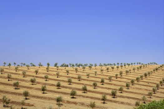 Green olive field in a summer sunny day in Spain