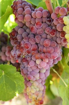 Agriculture wine red grapefruit field in Spain