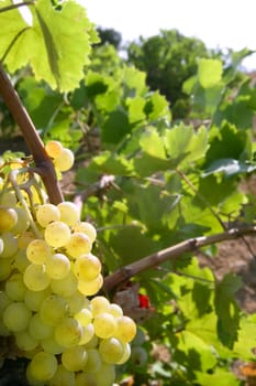 Delicious yellow grapefruit on vineyard fields in Spain