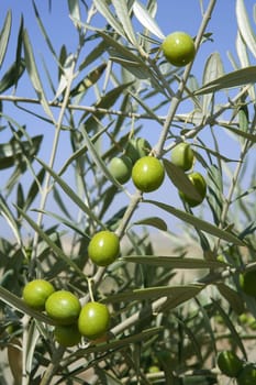 Beautiful green olive field macro detail over blue sky
