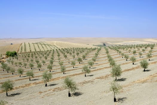 Green olive field in a summer sunny day in Spain