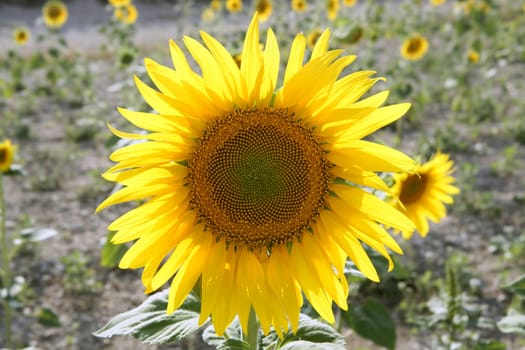Colorful sunflower plantation with vibrant yellow flowers