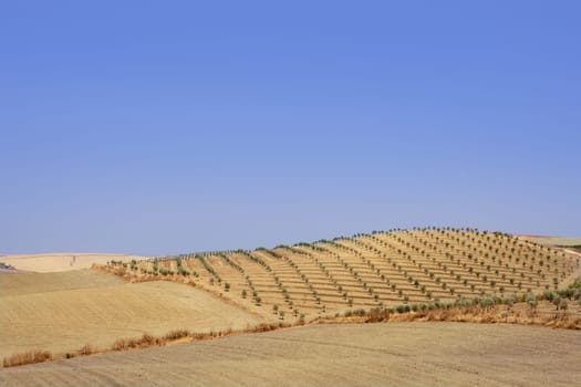 Country olive young trees hill field in Spain