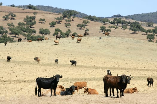 Bull cattle black toro in southern Spain Andalucia