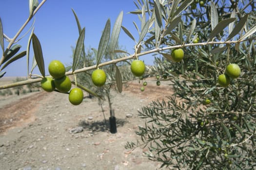 Country olive young trees hill field in Spain