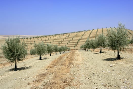 Country olive young trees hill field in Spain