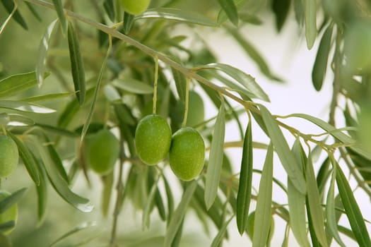 Olive tree with green fruits in Southern Spain Andalucia