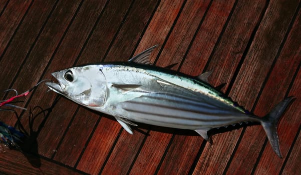 Catch skipjack tuna fish portrait detail Atlantic seafood