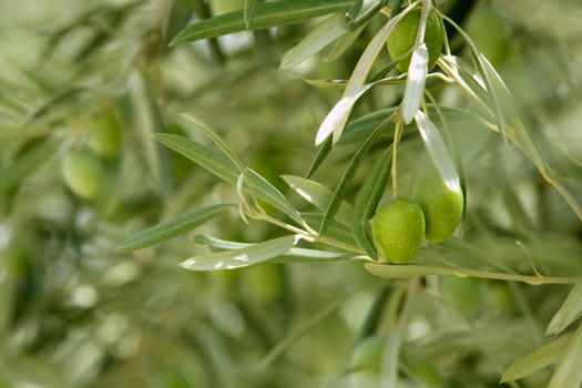Olive tree with green fruits in Southern Spain Andalucia