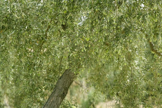 Olive tree with green fruits in Southern Spain Andalucia
