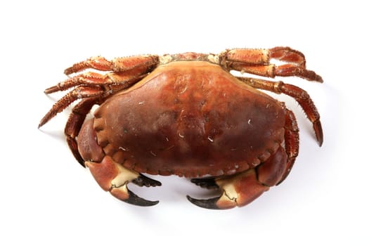 Cancer pagurus big crab isolated on white background