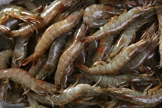penaeus vannamei prawns shrimps pattern texture background