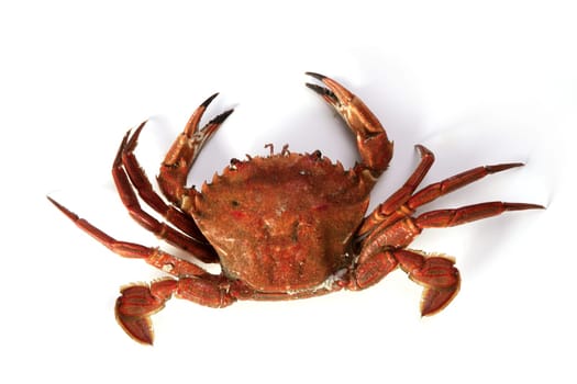 Lio carcinus puber crab isolated on white background