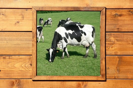 Cow meadow view from wooden window on wood cabin
