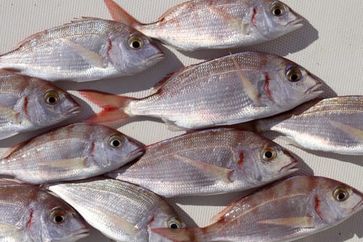 common pandora fish pagellus erythrinus mediterranean catch