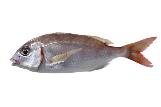 common pandora fish pagellus erythrinus isolated on white