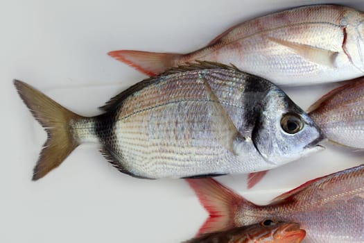 diplodus vulgaris fish two band bream in mediterranean fisherman catch