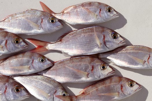 common pandora fish pagellus erythrinus catch background