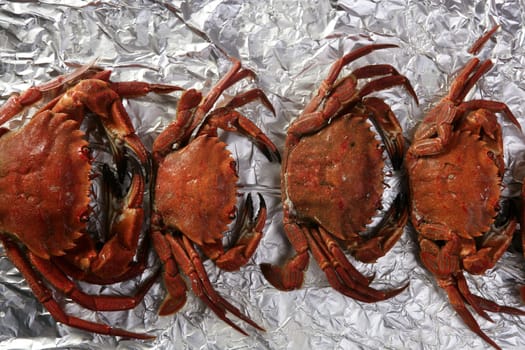 Lio carcinus puber crabs row over silver paper