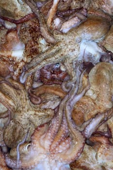 background octopus texture catch on the mediterranean sea market