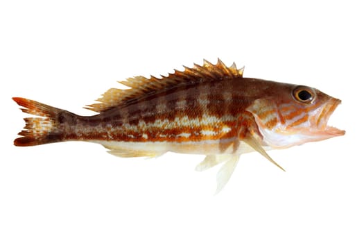comber fish mediterranean serranus cabrilla isolated on white