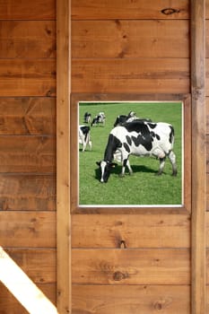 Cow meadow view from wooden window on wood cabin
