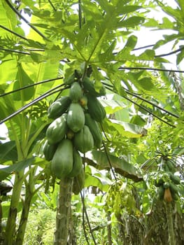 Papaya tree fruits growing in tropical jungle Central America